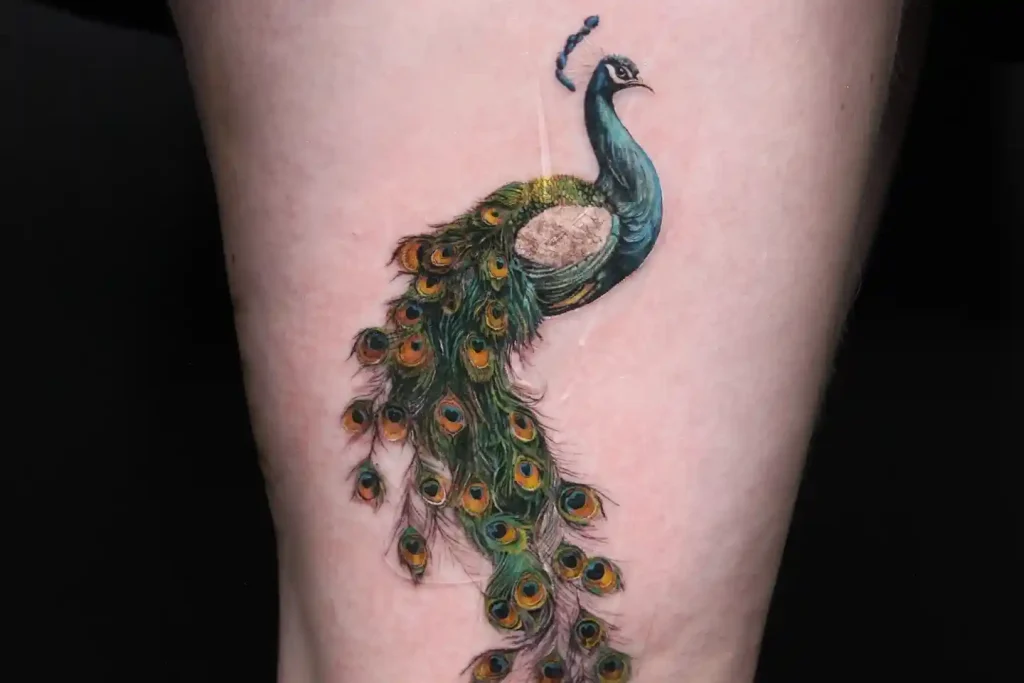 Elegant Peacock with Feathers