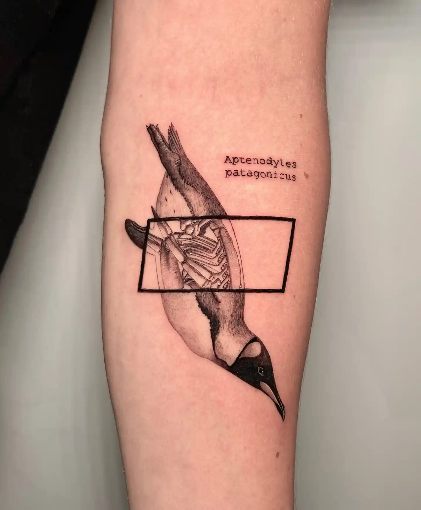 Anatomical Diving Penguin Tattoo