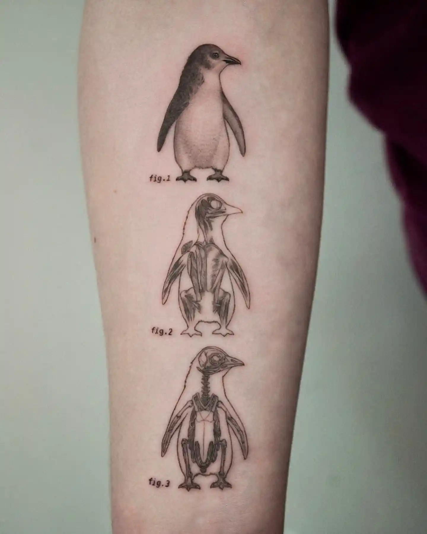 Anatomical Penguin Study Tattoo