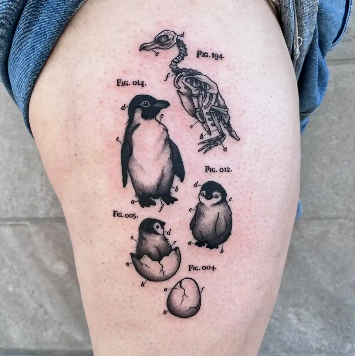 Penguin Life Cycle Diagram Tattoo