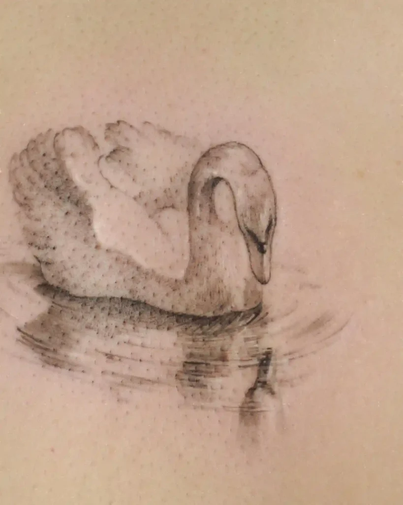Shaded Swan with Reflection on Upper Back
