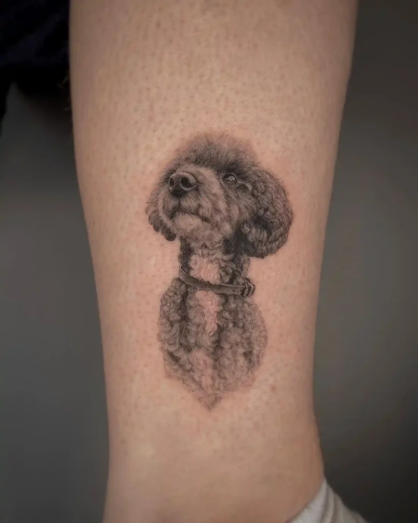 Black Poodle Portrait on Lower Leg