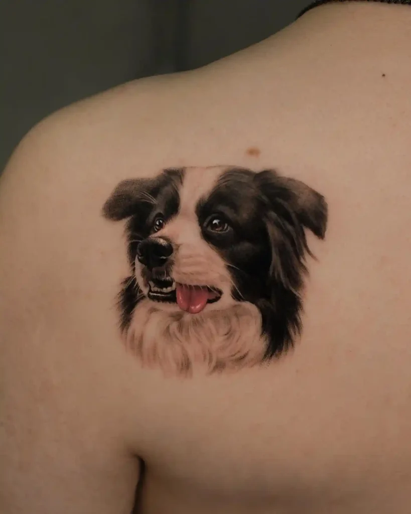Border Collie Portrait on Shoulder Blade