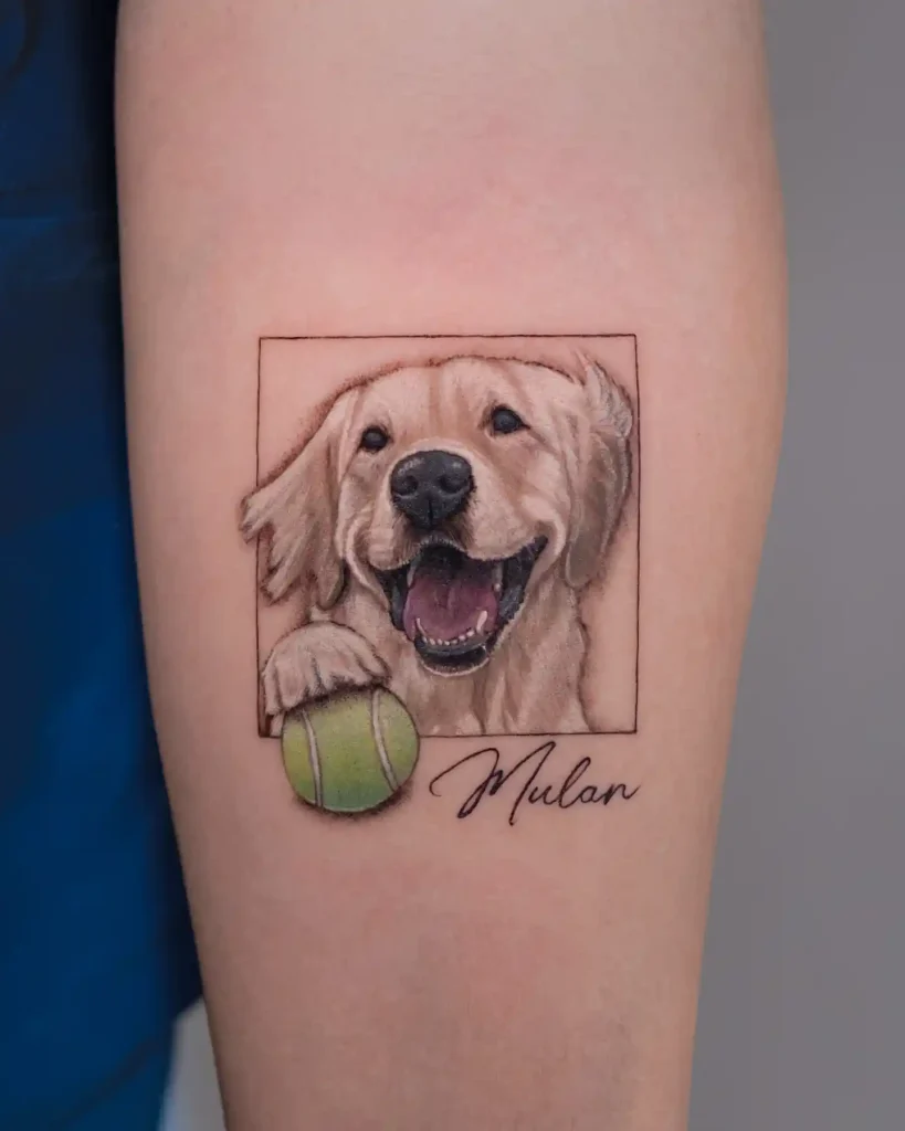 Golden Retriever with Tennis Ball on Forearm
