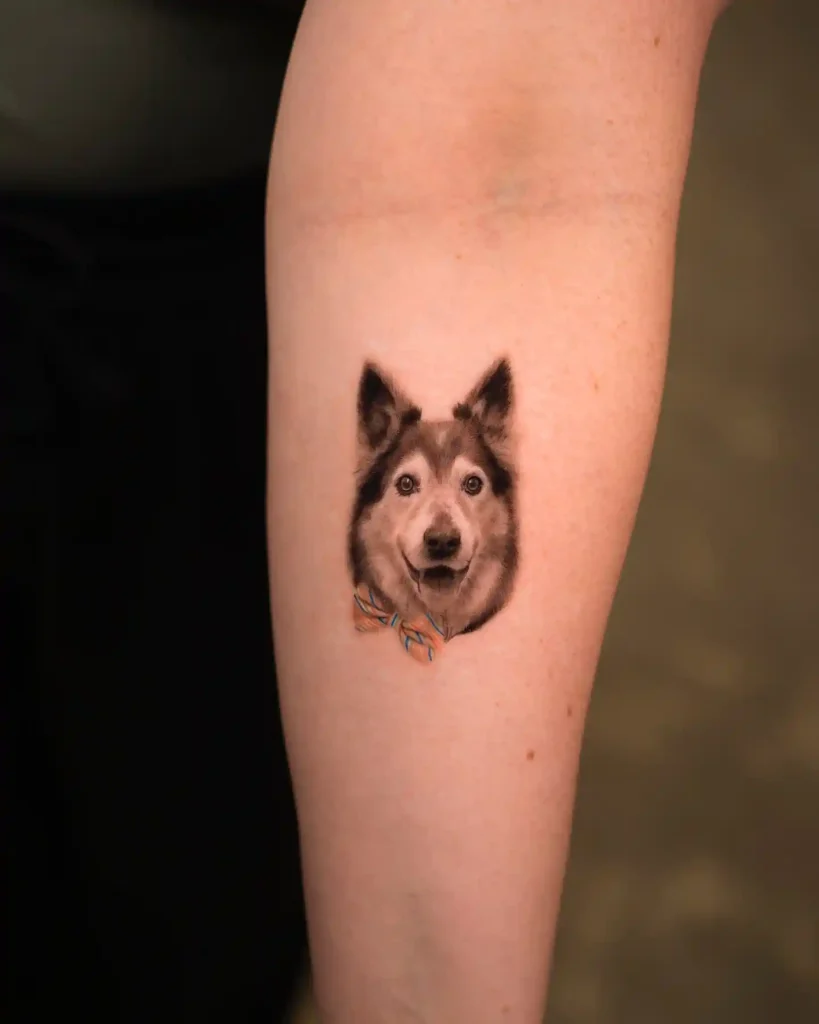 Husky Portrait with Striped Bowtie on Inner Arm