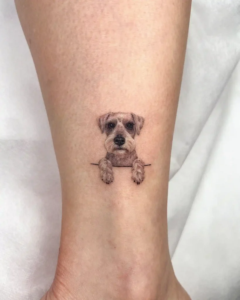 Miniature Schnauzer Peeking over Border on Lower Leg