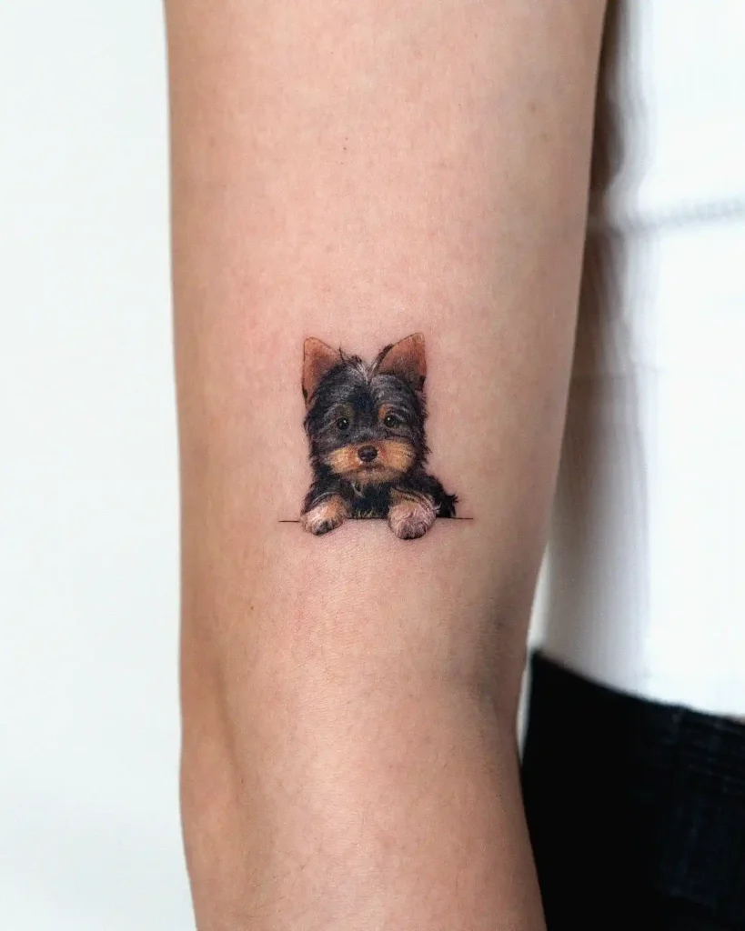 Small Terrier Peeking Over Border on Forearm