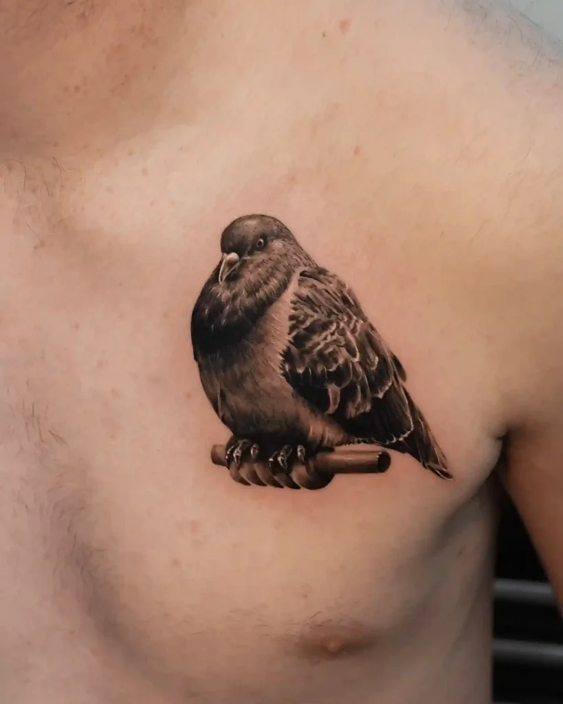 Stoic Perched Pigeon on Upper Chest