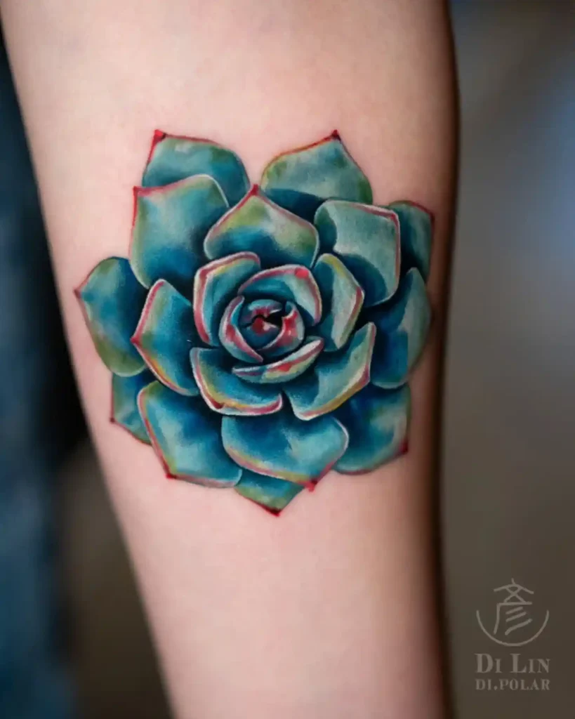 Blue Echeveria Succulent on Forearm