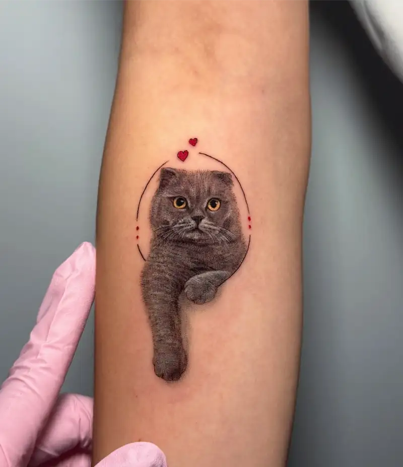 Micro Realism Scottish Fold Cat Portrait Tattoo